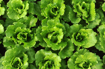 lettuce plant in field