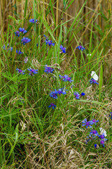 purple flower in the nature