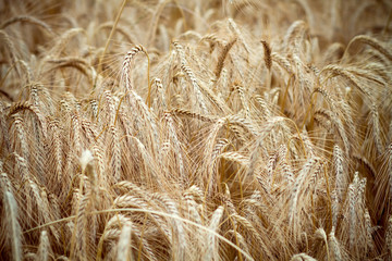 yellow wheat