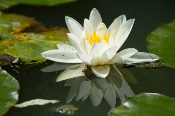 Beautiful Water lily