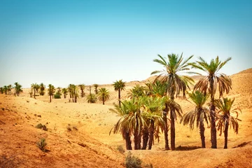 Wandcirkels tuinposter Sahara woestijn © adisa
