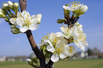 Baumblüte_8091