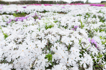 一面の芝桜