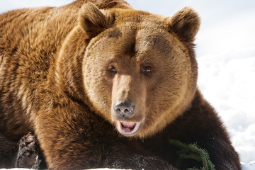 Fototapeta premium bear (Ursus arctos)