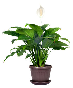 Houseplant - Spathiphyllum floribundum (Peace Lily)