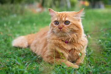 Naklejka na ściany i meble persian cat on the green field