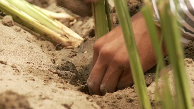 G&auml;rtner, Landwirtschaft, Vetivergras 