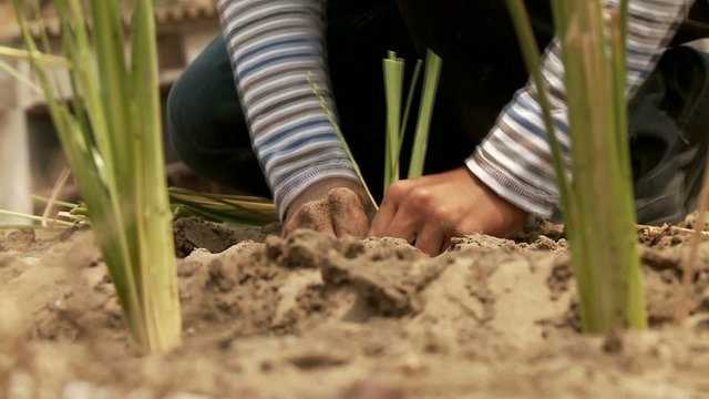 G&auml;rtner, Landwirtschaft, Vetivergras 