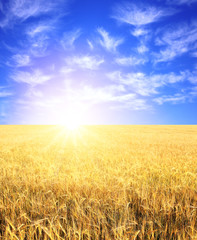 Naklejka premium Crop of rye