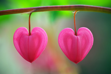 Two heart flower