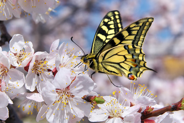 Butterfly and white flower