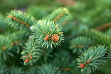 Young spruce.