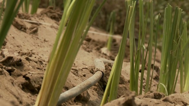 G&auml;rtner, Landwirtschaft, Vetivergras 