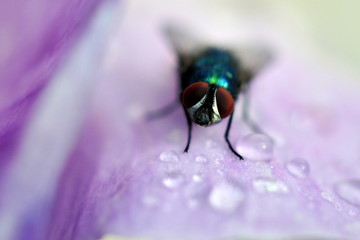 macro fly