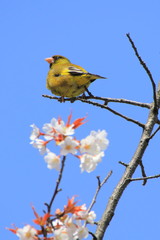 桜の枝にとまるカワラヒワ