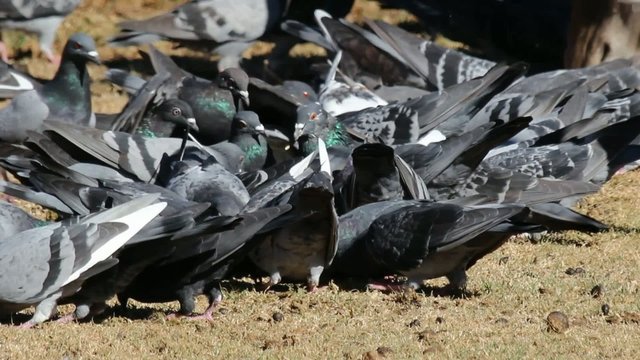 Pigeons in a city park feeding frantically