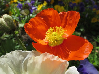 Fleurs et coquelicots