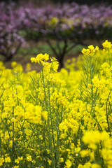 Fototapeta premium oilseed rape