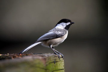 Close up shot of tiny Chickadee bird