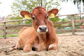 寝そべるジャージー牛のこども