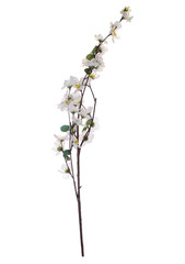 Branch of cherry blossoms on white background