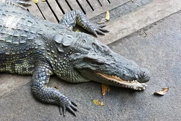 Tableaux ronds sur aluminium brossé Crocodile crocodile