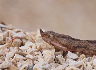 horned viper,  vipera ammodytes