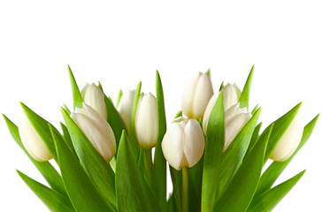Obraz na płótnie Canvas Tulipany, tło