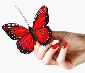 Hand holding a butterfly