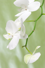 Orchid branch