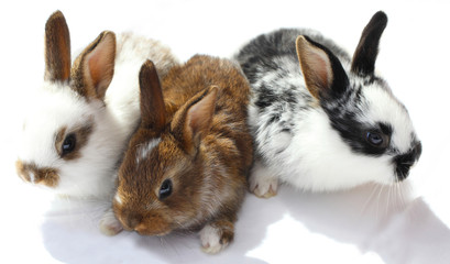 Drei Kaninchenjunge