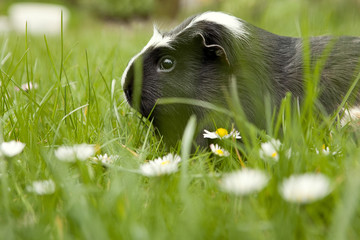 Meerschwein