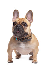 Beige French Bulldog