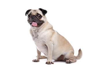 Pug dog