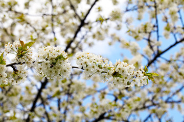 Kirschblüten vor blauem Himmel
