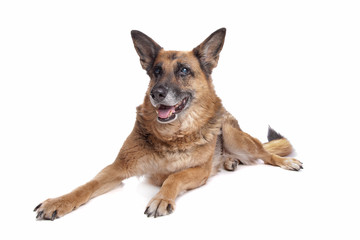 Old and blind German shepherd