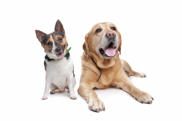 Labrador and jack russel terrier