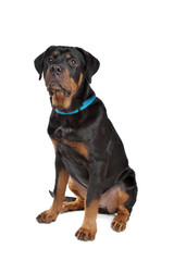 Obraz premium Young rottweiler