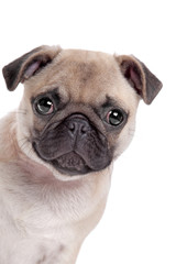Pug dog