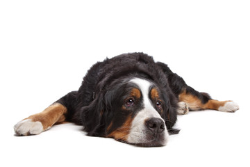 Bernese Mountain Dog