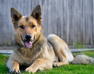 Dog sitting on grass