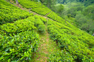Fototapeta na wymiar Krajobraz plantacji herbaty