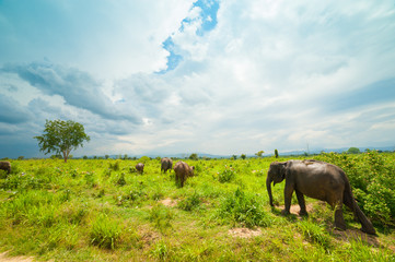 Group of wild elephants