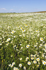 background of agriculture field marguerite flowers