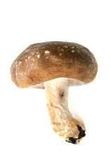 Fototapeta premium シイタケ