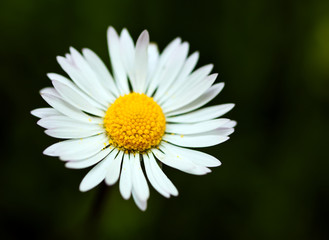 Fototapeta premium Daisy macro