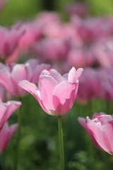 チューリップ