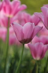 チューリップ