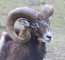 Portrait eines Mufflon