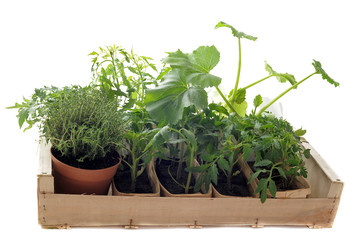 Fototapeta premium plants de légumes
